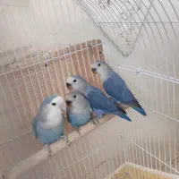 عروس هلندی و کوتوله مولد|پرنده|شیراز, سرو|دیوار