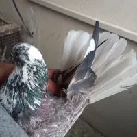 کبوترروبه راه وپرشی|پرنده|کاشان, فین کوچک|دیوار