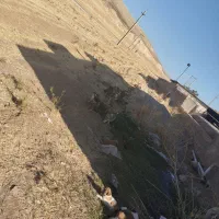 حیوانات|سگ|درب گنبد, |دیوار