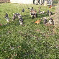 بوقلمون محلی|حیوانات مزرعه|اردبیل, |دیوار