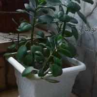 گل طبیعی|گل و گیاه طبیعی|مشهد, شهرک لشکر (شهرک غرب)|دیوار