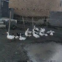 بوقلمون و غاز فروشی