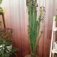 گل وگیاه|گل و گیاه طبیعی|یزد, |دیوار