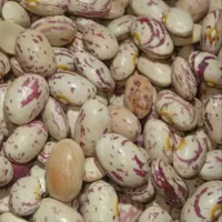 لوبیا تمیز درجه یک