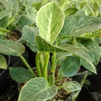 گل طبیعی برکین گلدون 14|گل و گیاه طبیعی|بابل, |دیوار