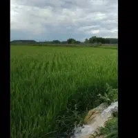 برنج هاشمی اعلا|خوردنی و آشامیدنی|رشت, رشتیان|دیوار