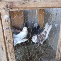 کفتر  یا کبوتر|پرنده|قم, چهل درخت‎|دیوار