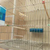 قناری نرو ماده|پرنده|سنندج, |دیوار
