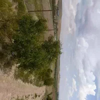 فروش زمین کشاورزی|فروش دفتر صنعتی، کشاورزی، تجاری|بیجار, |دیوار