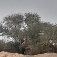 خریدانواع چوب میوه و چوب جنگلی مورت کهوراولالیپتوس