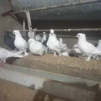 باسلام فروش کفتر به فروش میرسد|پرنده|اردکان, |دیوار