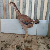 جوجه لاری|حیوانات مزرعه|بهشهر, |دیوار