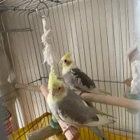 عروس هلندی رام|پرنده|پردیس, فاز ۱|دیوار