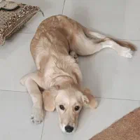 سگ گلدن