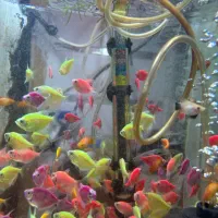 ماهی گیاهخوار و بچه زا و کفخوار