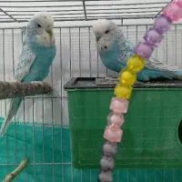 مرغ عشق انگلیسی سرحال