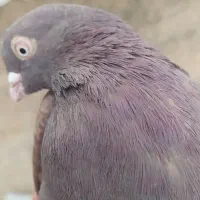 کبوتر|پرنده|شهرضا, |دیوار