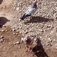 کبوتر|پرنده|بشاریات, |دیوار