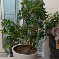 گل شفلرا بسیار زیبا