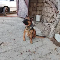 ژرمن