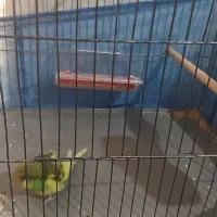 یک جفت مرغ عشق