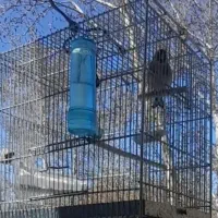 سهره لر بخون سبک حیدری