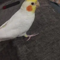 عروس هلندی گمشده