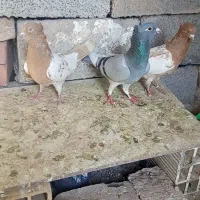 با سلام چندتا ماده خوب ضمانتی