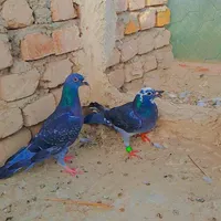کبوتر پلاکی مسافتی|پرنده|سراوان, |دیوار