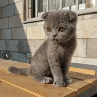 گربه اسکاتیش فولد