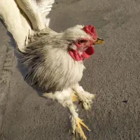 دو عدد خروس برهما 6 ماهه