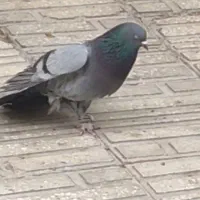 کبوتر درجه یک|پرنده|دلیجان, |دیوار