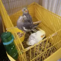 فروش فوری|پرنده|جوادآباد, |دیوار