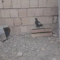 سیینه ای پاپر بلند