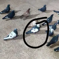 ک ب و تر|حیوانات|خرمآباد, |دیوار