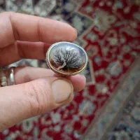 شجر  تمام شبکه