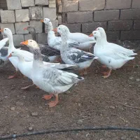 غاز|پرنده|کارون, |دیوار