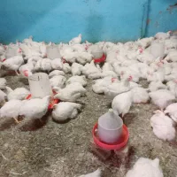 مرغ زنده برادران