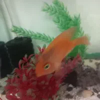 ماهی پرت زیر قیمت|ماهی|تبریز, |دیوار