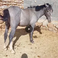 اسب دوساله دست کش یورغه نیست سواری دو کاروان داره|اسب و تجهیزات اسبسواری|سنندج, |دیوار