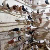 کفتر|پرنده|قم, کلهری|دیوار