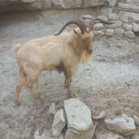 بز نر سانن|حیوانات مزرعه|شیروان (خراسان), |دیوار