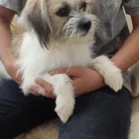 جنیفر و تیاگو...|سگ|قم, زنبیل آباد|دیوار