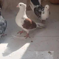 کفتر