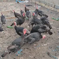 بوقلمون محلی|حیوانات مزرعه|هشتگرد, هشتگرد قدیم|دیوار