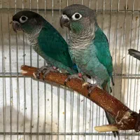 گرینچیک /برزیلی