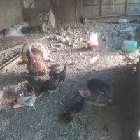 بوقلمون صحیح وسالم