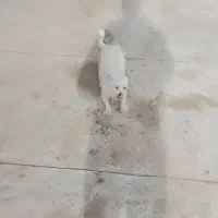 سگ پاکوتاه نژاد اشپیتز