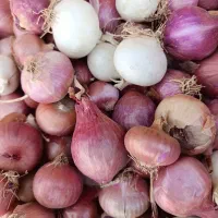 فروش پیاز تازه و مرغوب کوهسرخ|خوردنی و آشامیدنی|کاشمر, |دیوار