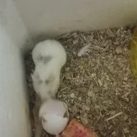 همستر خوب و جفت واقعی|موش و خرگوش|بیرجند, |دیوار